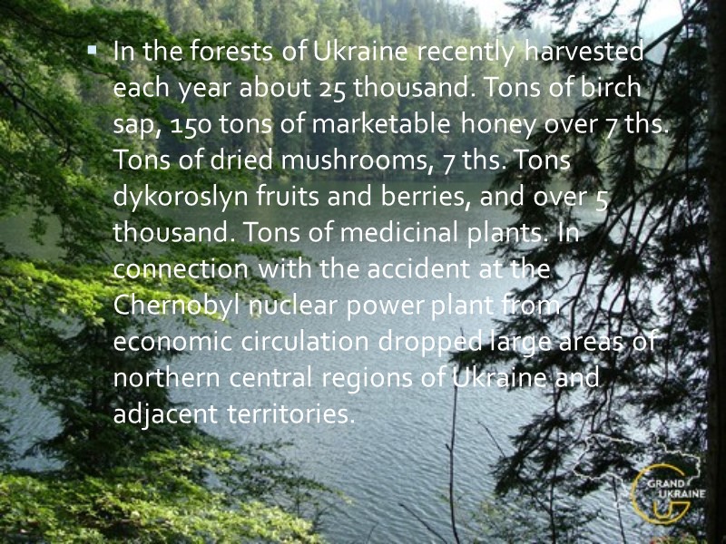 In the forests of Ukraine recently harvested each year about 25 thousand. Tons of